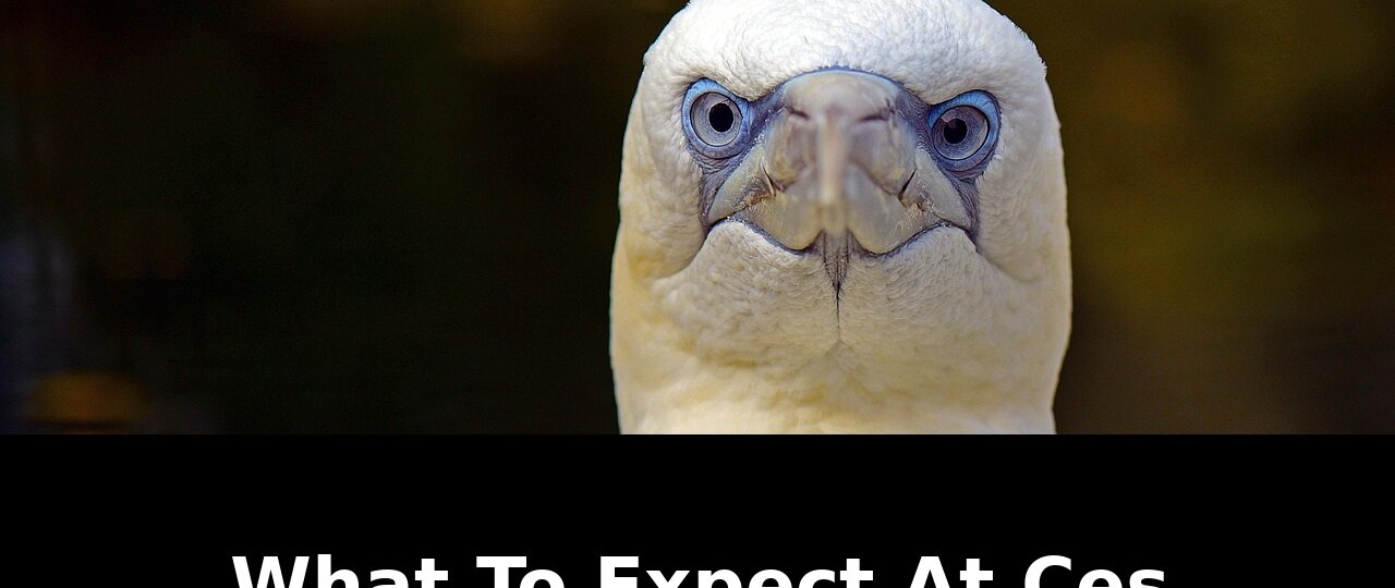 annual consumer electronics