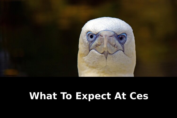 annual consumer electronics