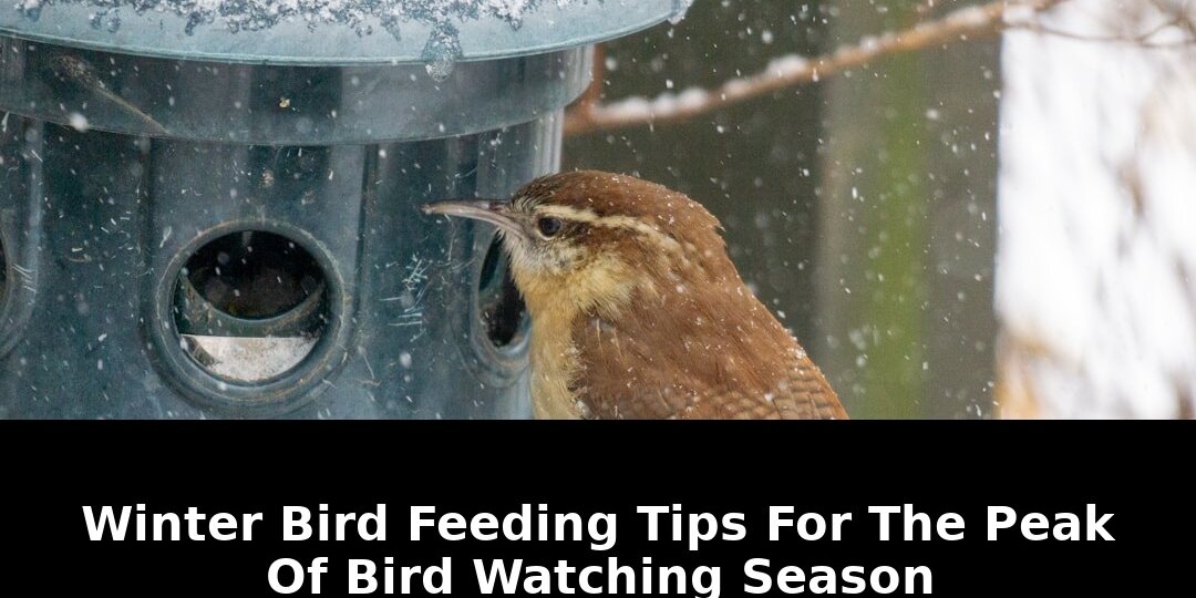 Game-Changing Winter Bird Feeding Tips For The 2026 Peak Season 1 winter bird feeding tips