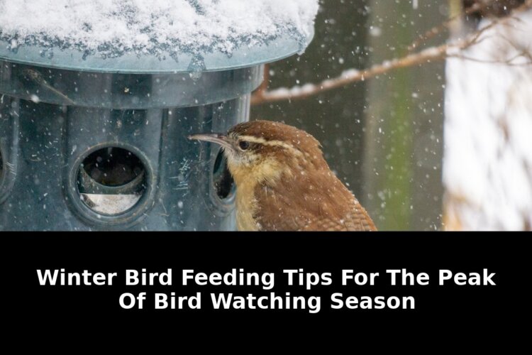 winter bird feeding tips