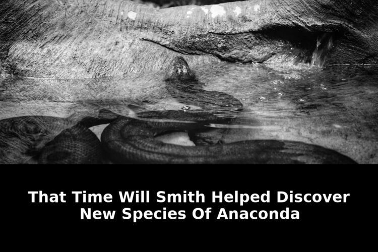 Shocking Time Will Smith Helped Discover A Secret Anaconda Species In 2026 1 time will smith helped discover