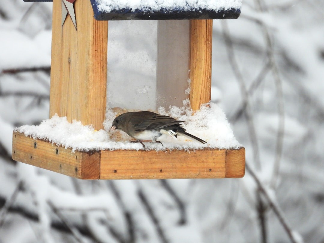 Game-Changing Winter Bird Feeding Tips For The 2026 Peak Season 2 Winter Bird Feeding Tips for the Peak of Bird Watching Season (2026)