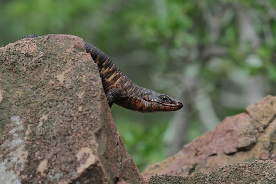 Shocking Time Will Smith Helped Discover A Secret Anaconda Species In 2026 2 That time Will Smith helped discover new species of anaconda