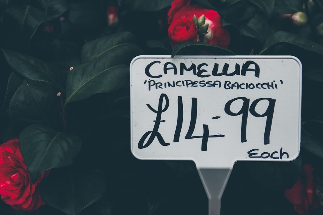 Create invitations business cards flyers: Must-Read Update - 2026 2 Canva Review 2022: Details, Pricing & Features