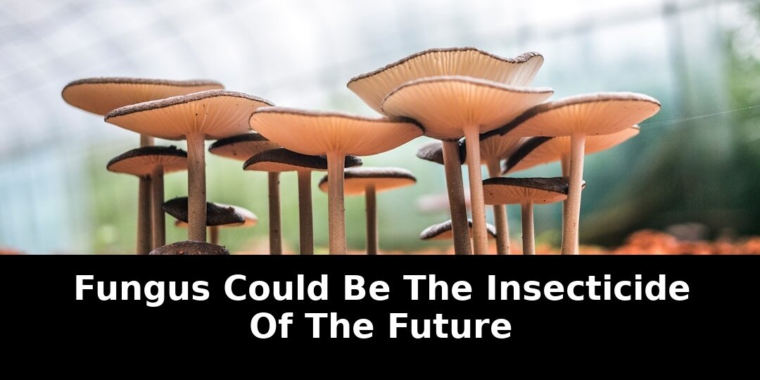 Future exterminators keep getting calls: Revolutionary Update - 2026 1 future exterminators keep getting calls