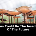 Future exterminators keep getting calls: Revolutionary Update - 2026 2 future exterminators keep getting calls