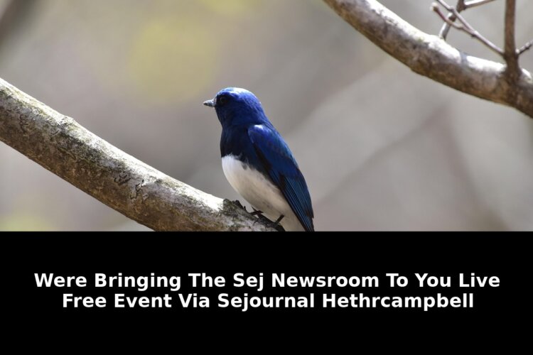 Bringing the sej newsroom: Critical Update - 2026 - February 2026 Guide 1 bringing the sej newsroom - Publicancy