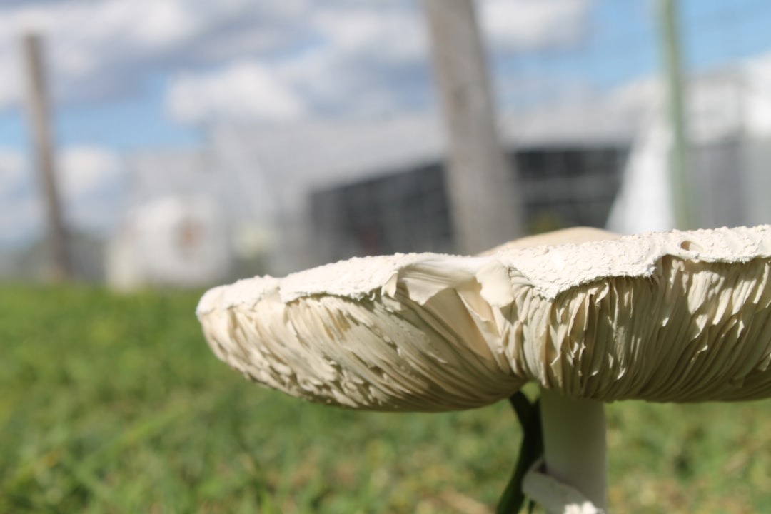 Future exterminators keep getting calls: Revolutionary Update - 2026 2 Fungus could be the insecticide of the future