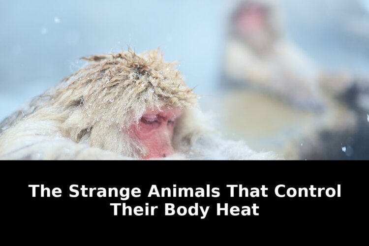 Exclusive: Animals That Control Their Body Heat in Ways That Will Shock You! 1 animals that control their body - Publicancy
