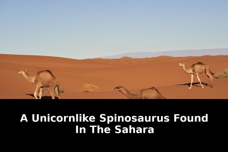 Chicago discovered new spinosaurus fossils: Exclusive Update - 2026 1 chicago discovered new spinosaurus fossils - Publicancy