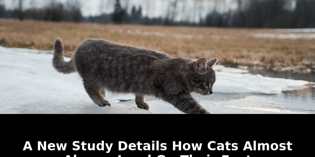 Details how cats almost always: Essential Update - 2026 1 details how cats almost always - Publicancy