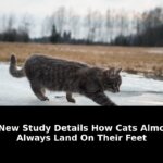 Details how cats almost always: Essential Update - 2026 2 details how cats almost always - Publicancy