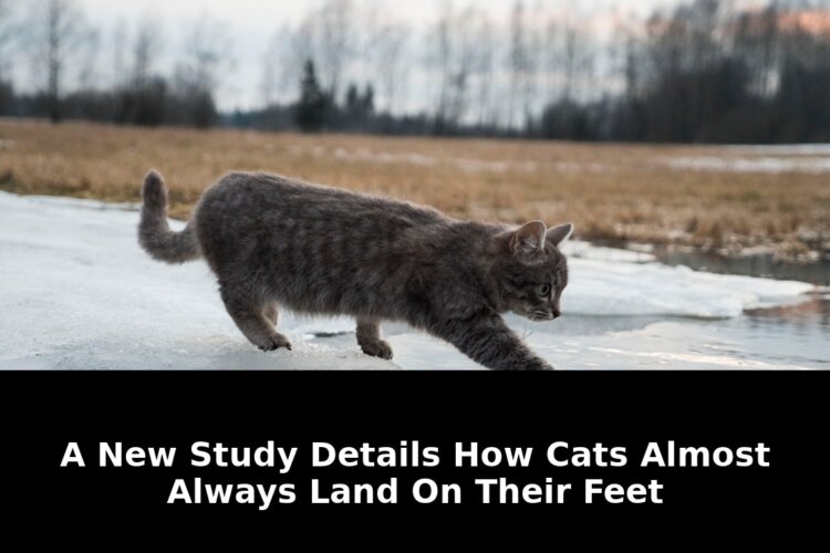 Details how cats almost always: Essential Update - 2026 1 details how cats almost always - Publicancy