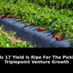 17% Yield Ripe For Picking TriplePoint Venture Growth Could Shock 2026 Markets 2 picking triplepoint venture growth - Publicancy