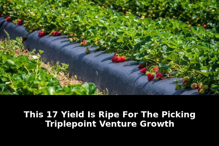 17% Yield Ripe For Picking TriplePoint Venture Growth Could Shock 2026 Markets 1 picking triplepoint venture growth - Publicancy
