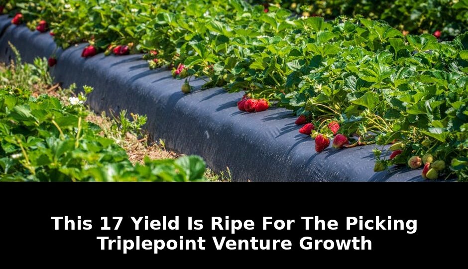 17% Yield Ripe For Picking TriplePoint Venture Growth Could Shock 2026 Markets 1 picking triplepoint venture growth - Publicancy