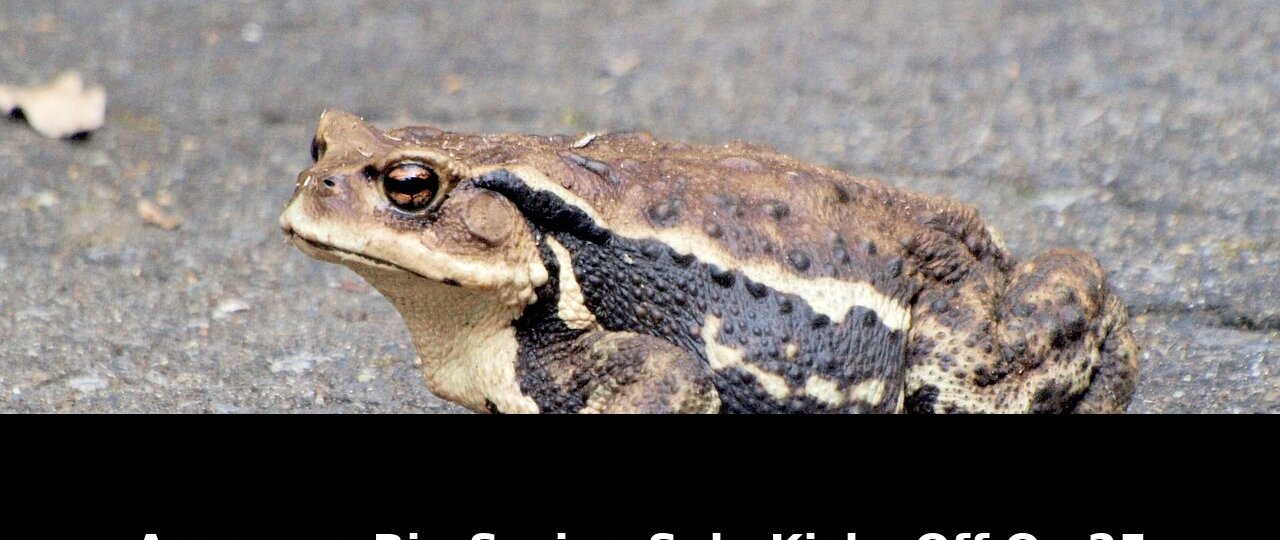 Amazons big spring sale kicks: Breaking Update - 2026 1 amazons big spring sale kicks - Publicancy