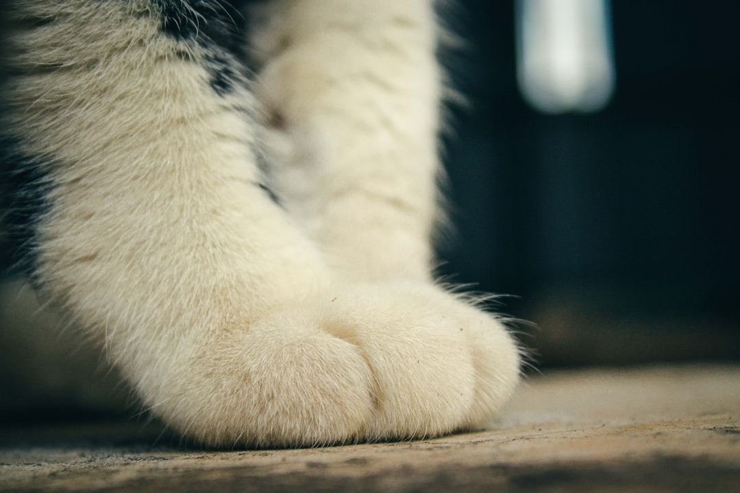 Details how cats almost always: Essential Update - 2026 2 A New Study Details How Cats Almost Always Land on Their Feet