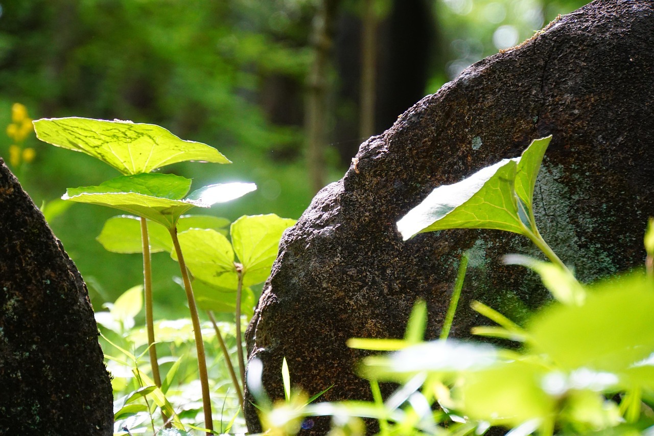 Cant stop dancing image wonderwheel: Critical Update - 2026 2 Sotomayor’s Wabi Sabi is the funnest record of 2026