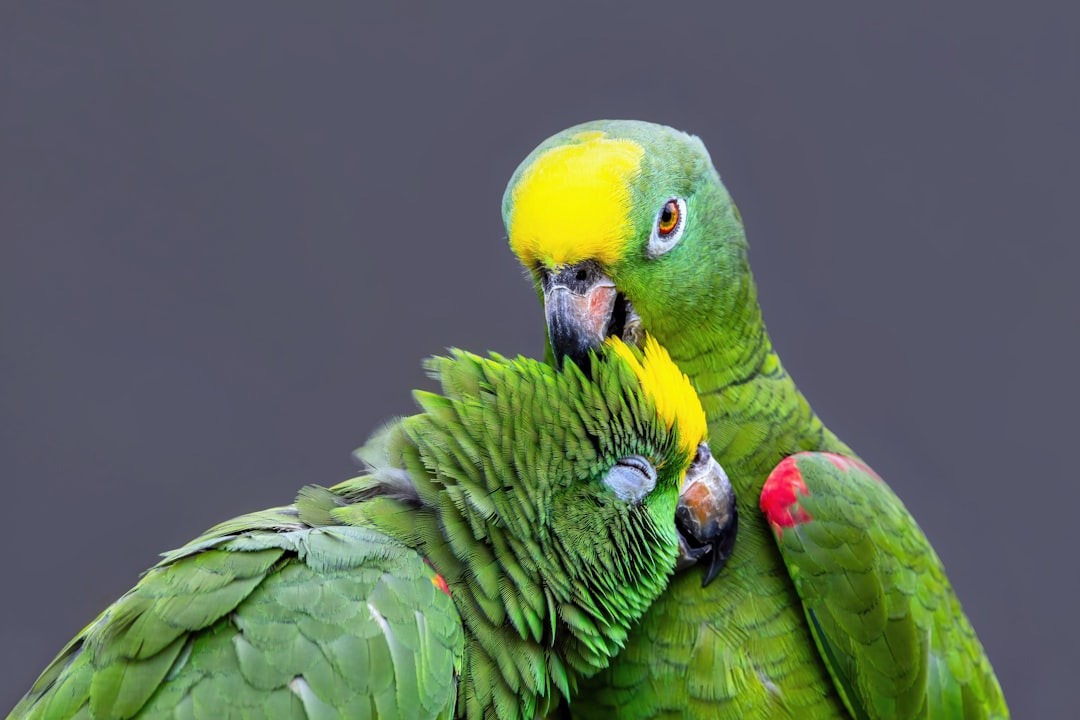 Amazons big spring sale: Revolutionary Update - 2026 2 Amazon’s Big Spring Sale is a great time to get a fancy, AI-powered bird feeder