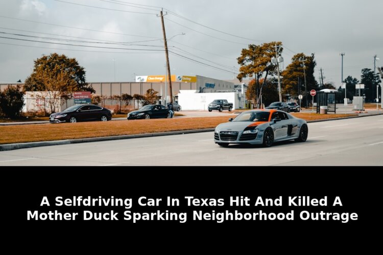 Mother duck sparking neighborhood outrage: Revolutionary Update - 2026 1 mother duck sparking neighborhood outrage - Publicancy