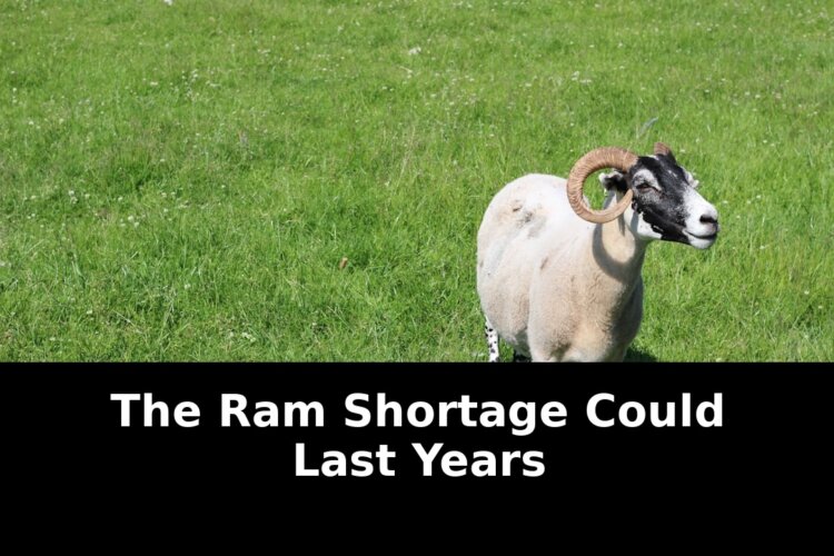 Shortage could last years: Revolutionary Update - 2026 1 shortage could last years - Publicancy
