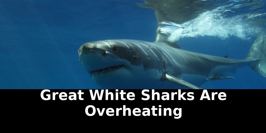 Edge that fueled great white: Revolutionary Update - 2026 1 edge that fueled great white - Publicancy