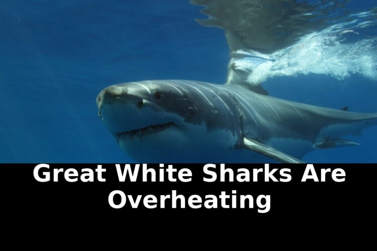 Edge that fueled great white: Revolutionary Update - 2026 1 edge that fueled great white - Publicancy