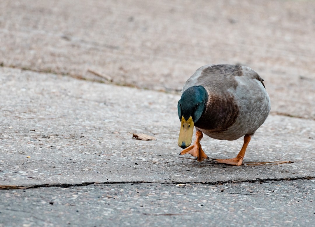 Mother duck sparking neighborhood outrage: Revolutionary Update - 2026 2 A self-driving car in Texas hit and killed a mother duck, sparking neighborhood outrage