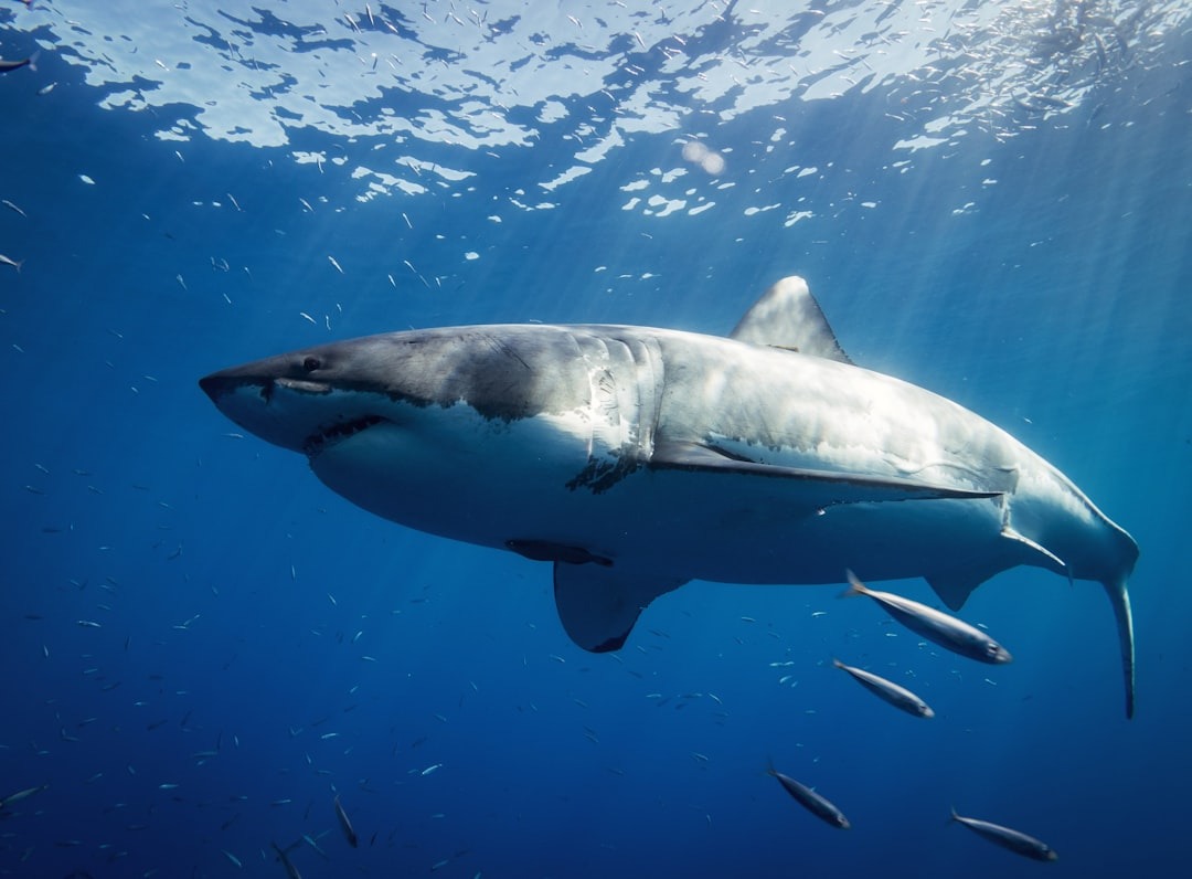 Edge that fueled great white: Revolutionary Update - 2026 2 Great white sharks are overheating